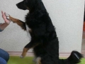 Männchen, Pfote.jpg