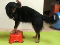 Stepper Lateralflexion.jpg