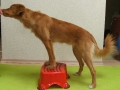 Stepper VG nach vorne ziehen.jpg