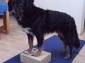 Stepper